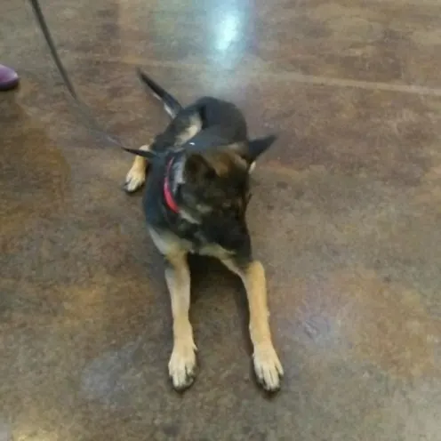 A black/brown dog on a leash